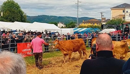 Foto de Acruga mantiene la tendencia al alza en las subastas con un precio medio de 3.600 euros