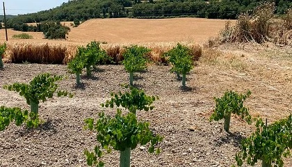 Foto de INCAVI presenta en Suiza un proyecto para recuperar variedades de vid in�ditas en la Alta Segarra
