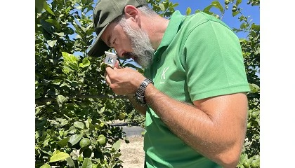 Foto de Dejar de buscar el �efecto choque�, clave para adaptarse al nuevo escenario de plagas en c�tricos