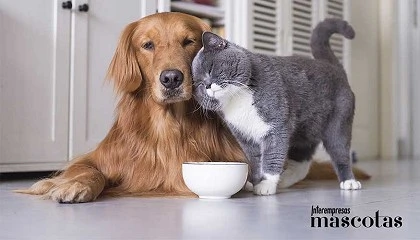 Foto de Boehringer Ingelheim impulsa un webinar sobre diagnóstico y manejo de leptospirosis canina y leucemia felina
