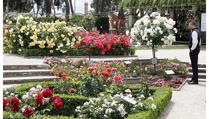 Foto de La Rosaleda del parque del Oeste celebra la 70ª edición del Concurso Internacional de Rosas Nuevas Villa de Madrid