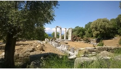 Fotografia de Datos y reflexiones sobre el sector del olivar en Grecia
