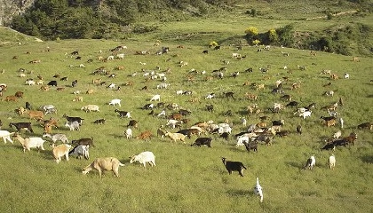 Foto de La ganader�a extensiva reduce enfermedades animales y favorece la biodiversidad