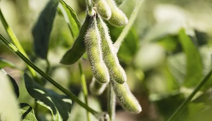 Foto de La soja como fuente de prote�na en la nutrici�n del vacuno de leche