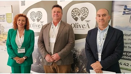 Foto de OliveA defiende diferenciar el AOVE del olivar tradicional para garantizar la rentabilidad de las explotaciones