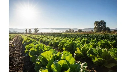 Foto de Caudal y el desaf�o del calor, claves para sostener el rendimiento agr�cola