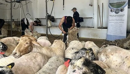 Foto de Madrid organiza una jornada de esquileo con m�s de 300 ovejas de razas aut�ctonas
