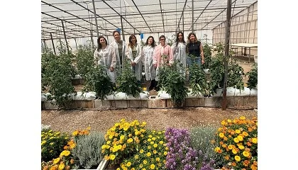 Foto de Un proyecto del CEBAS-CSIC permitir� recuperar variedades tradicionales de tomate frente al cambio clim�tico