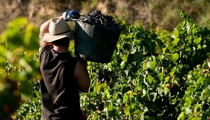 Foto de El vino mundial afronta una nueva era marcada por el clima, los aranceles y el cambio en el consumo