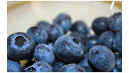 Foto de Mirtilos rejeitados v�o ser transformados em extrato bioativo e snack sem gl�ten