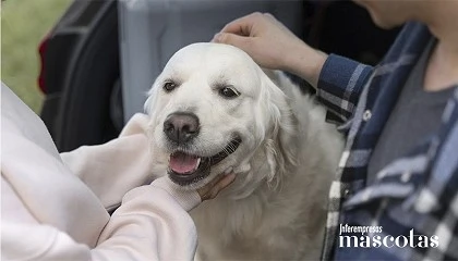Foto de petolo, seguro veterinario digital del Grupo Zurich Alemania, llega a España con cobertura de enfermedades congénitas y libre elección de clínica