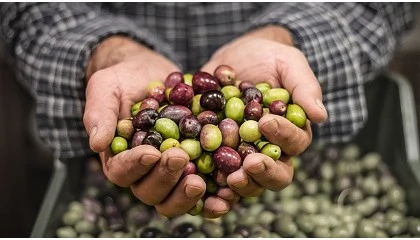 Foto de El sector ole�cola portugu�s refuerza su apoyo al Olive Oil World Congress 2026