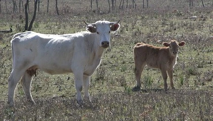 Foto de Descienden los datos de prevalencia media de la tuberculosis bovina en Extremadura