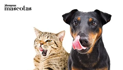 Foto de Cinco claves para elegir el comedero y bebedero adecuado para perros y gatos y mejorar su bienestar diario