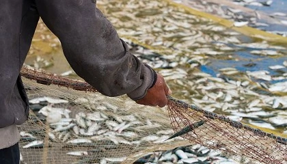 Foto de Parlamento Europeu quer garantir espa�o mar�timo para pescas e aquacultura