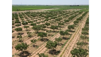 Foto de Efecto de la dosis de riego en el estado h�drico y las caracter�sticas productivas del pistachero (cv. Kerman) en Castilla y Le�n