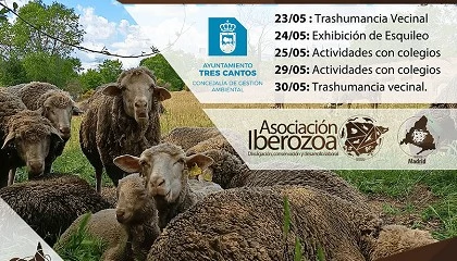 Foto de Acci�n de trashumancia y pastoreo preventivo en Tres Cantos con 300 ovejas de raza Merina
