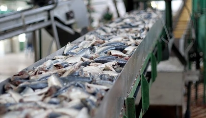 Foto de La industria de pescados, mariscos y conservas acelera su modernizaci�n y refuerza su perfil exportador