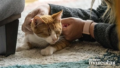 Foto de Cat In a Flat, plataforma especializada en el cuidado de gatos, llega a España