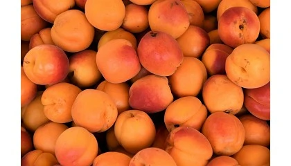 Foto de La cosecha de fruta de hueso alcanzar� los 1,5 millones de toneladas en 2026, un 6% m�s