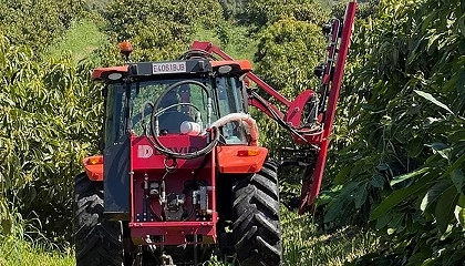 Foto de Revoluci�n en el campo: la Poda Aragonesa se aplica al aguacate por primera vez en el mundo