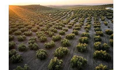 Foto de COAG reclama al Gobierno la bajada de los m�dulos del olivar por la subida de costes