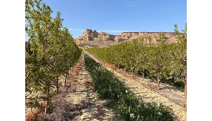 Foto de Demoalmendro 2026 ser� el punto de encuentro del sector el pr�ximo 2 de junio en Huesca