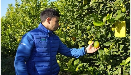 Foto de El MAPA publica las �rdenes que homologan los contratos-tipo de limones y pomelos para las tres pr�ximas campa�as