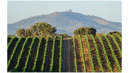 Foto de Vinhos do Alentejo geram 1,45 mil milh�es de euros e apostam na tecnologia para refor�ar lideran�a