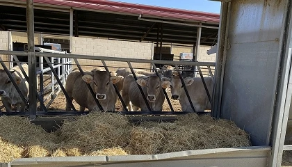 Foto de Cambio de ciclo en el vacuno de carne tras dos a�os de cotizaciones elevadas