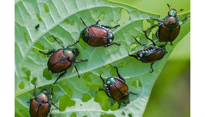 Foto de Un m�todo sostenible produce feromonas como alternativa a los pesticidas en el control de plagas