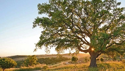 Foto de CAP critica Governo por avan�ar com Plano Nacional de Restauro da Natureza � margem da Comiss�o de Acompanhamento