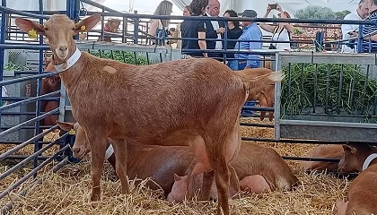 Foto de La Cabra Malagueña protagoniza la exposición de ganado en la Feria de Antequera