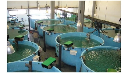 Foto de Fortifish testa dietas com p�ptidos bioativos para reduzir o stress em peixes de aquacultura