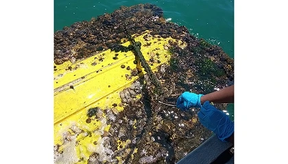 Foto de Un proyecto valenciano transforma residuos portuarios en soluciones sostenibles para reducir la contaminaci�n marina