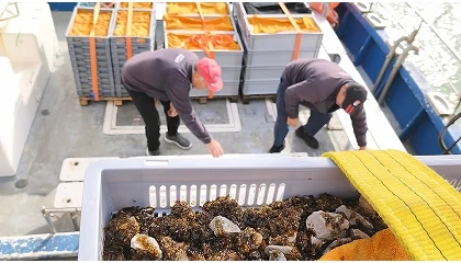 Foto de PURINA apoia revolu��o na Restaura��o dos Oceanos: Nova tecnologia desenvolvida em Portugal reduz para metade o tempo de cria��o de florestas marinhas
