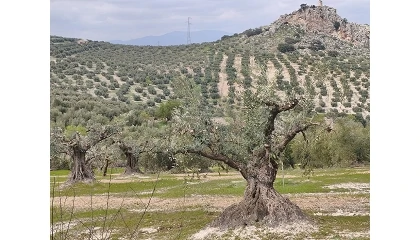 Foto de Cubiertas vegetales en cultivos leñosos mediterráneos: una estrategia clave para la conservación del suelo y la sostenibilidad agraria