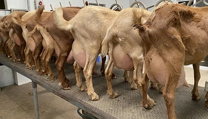 Foto de La escalada de precios lleva a la leche de cabra a niveles históricos con una subida anual del 20%