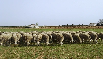 Foto de Castilla-La Mancha apuesta por la innovaci�n y la digitalizaci�n de la ganader�a extensiva