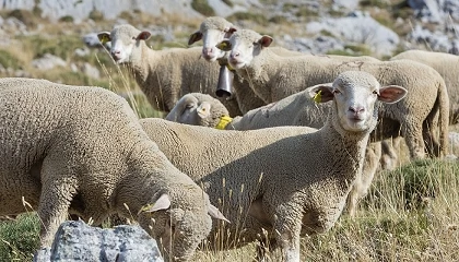 Foto de Extremadura reconoce el derecho a las ayudas para ganaderos de ovino y caprino por lengua azul