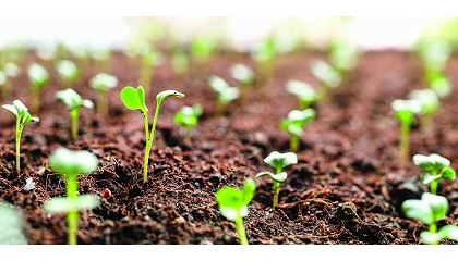 Foto de NTG y Sanidad Vegetal: cómo la edición genómica cambiará la agricultura en Europa (II)