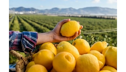Foto de El lim�n del futuro se dise�a en el laboratorio: as� lidera el CEBAS-CSIC la reconversi�n biotecnol�gica del cultivo