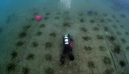 Foto de FPT renueva su compromiso junto a One Ocean Foundation con el proyecto Blue Forest