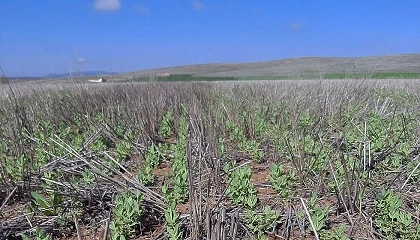 Foto de Siembra Directa: una respuesta a la nueva realidad agraria