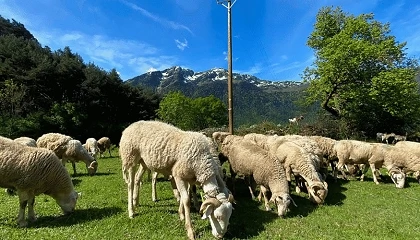 Foto de El proyecto Ovihuec.sost refuerza la prevenci�n de incendios con apoyo de Endesa