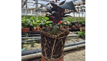 Foto de Gramoflor impulsa el cultivo profesional con Premium GX, su sustrato para producciones homog�neas y floraciones abundantes