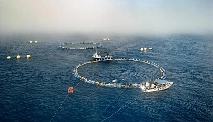 Foto de El proyecto ItsasBalfegó prepara el salto a escala industrial tras validar el engorde de atún rojo