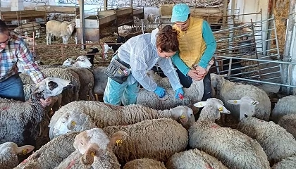 Foto de Extremadura subvencionar� la vacunaci�n voluntaria en ovino frente a la lengua azul