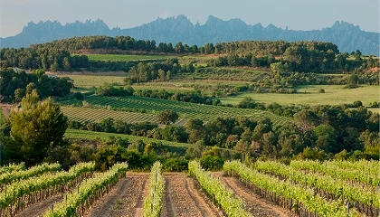 Foto de La DO Penedès inicia la redacción de un reglamento independiente para vinos tranquilos y espumosos