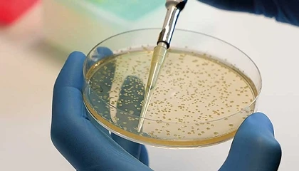Foto de Investigadores descubren una nueva v�a para debilitar una bacteria asociada a intoxicaciones alimentarias